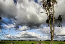 CBA常规赛最佳星锐球员:杨瀚森强势当选.